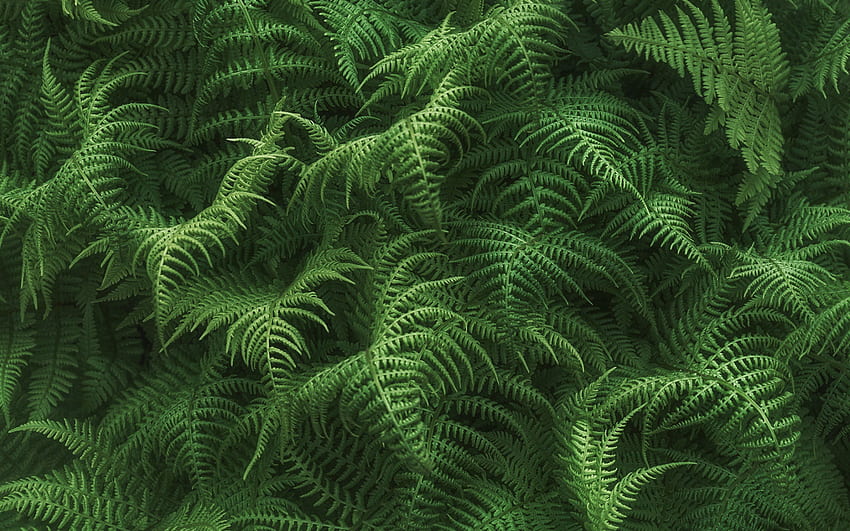 fern leaves texture, background with fern, green leaves texture, green natural background, leaves texture, fern background HD wallpaper