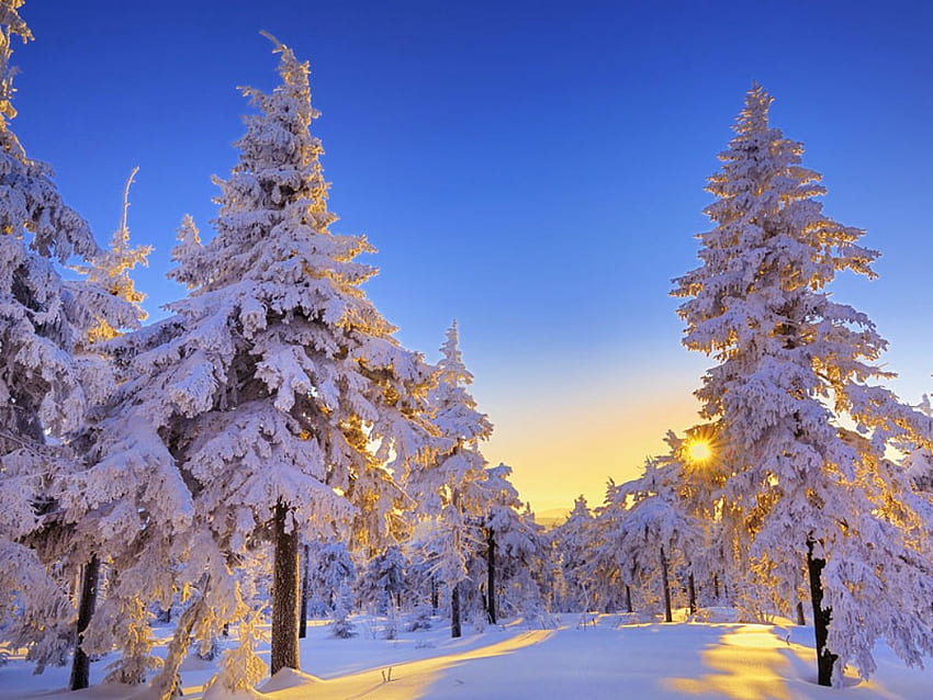 snowy spruces, winter, sunny, white, snow, trees HD wallpaper