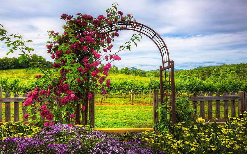 The Garden at the Winery, Northern Georgia, summer, roses, fence, clouds, sky, wine HD wallpaper