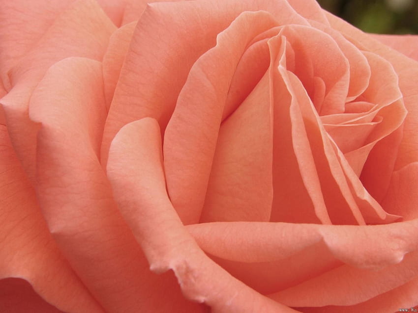 Nature with Peach Colored Rose Flower - . . High Resolution, Peach Flowers HD wallpaper