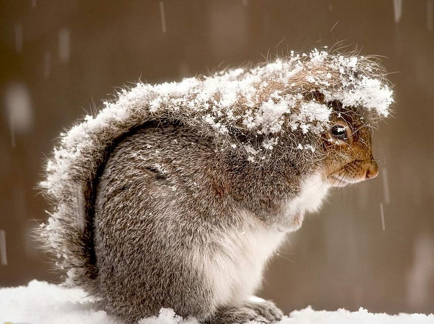 ช่วงเวลาที่ยากลำบาก ฤดูหนาว ยาก หิมะ ธรรมชาติ กระรอก วอลล์เปเปอร์ HD