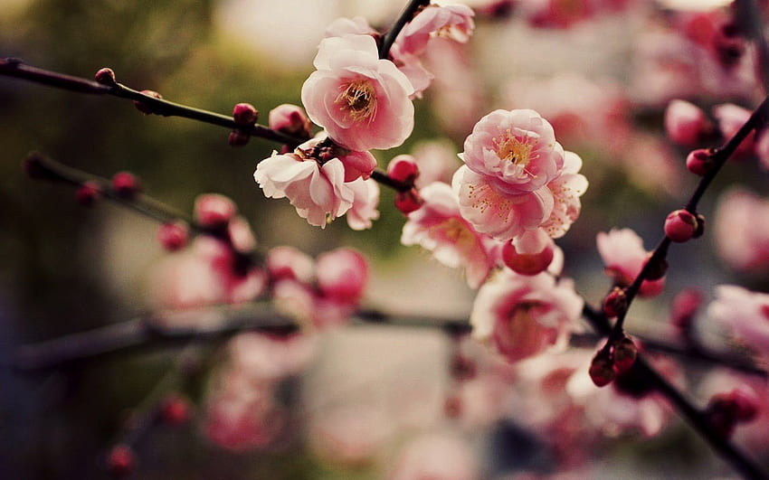 Розови черешови цветове Сакура и клони Природа - компютърен фон Черешов цвят HD тапет
