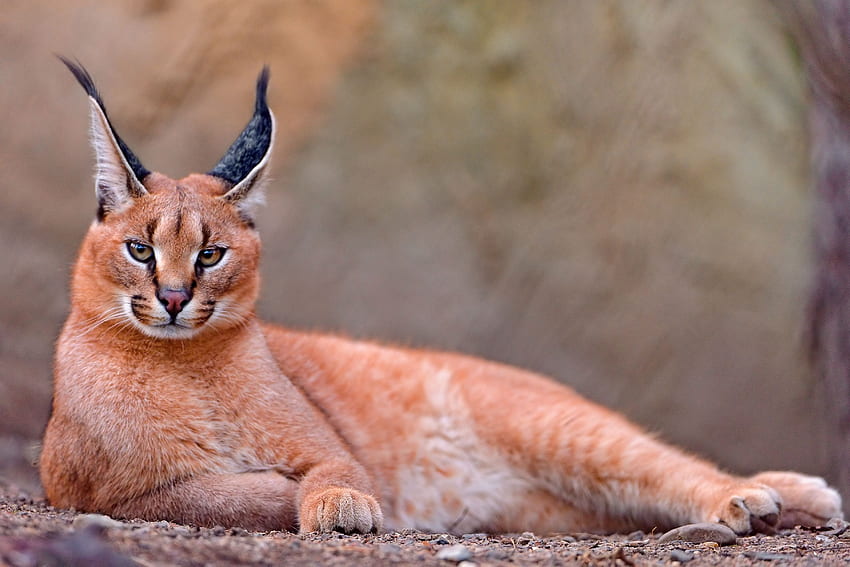 สัตว์ นอนลง โกหก แมวตัวใหญ่ Steppe Lynx Caracal วอลล์เปเปอร์ HD