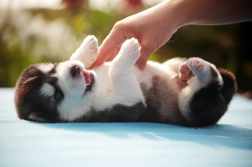Animals, Hand, To Lie Down, Lie, Spotty, Spotted, Playful, Puppy HD wallpaper
