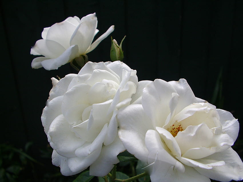 Mawar Putih Gunung es, mawar, putih, gunung es, pudar Wallpaper HD