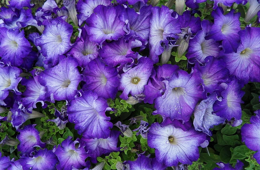 Flowers, Lilac, Lot, Bicolor, Petunia, Two-Color HD wallpaper