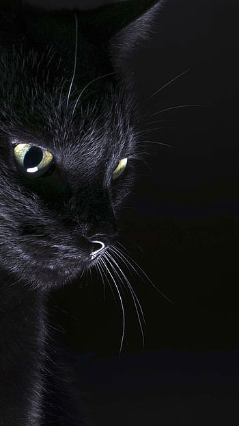 iPhone Pretty Black Cats Wallpaper  Black cat pictures Black cat aesthetic  Cat wallpaper