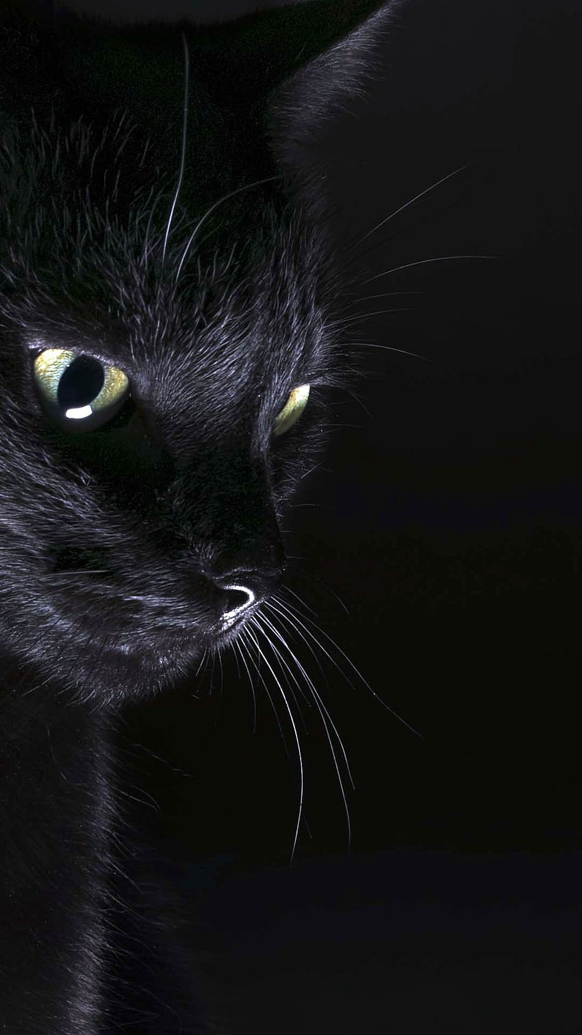 Angeles Dundo on Wicca. Black cat aesthetic, Cat background, Cat aesthetic, Aesthetic Black Cats HD phone wallpaper