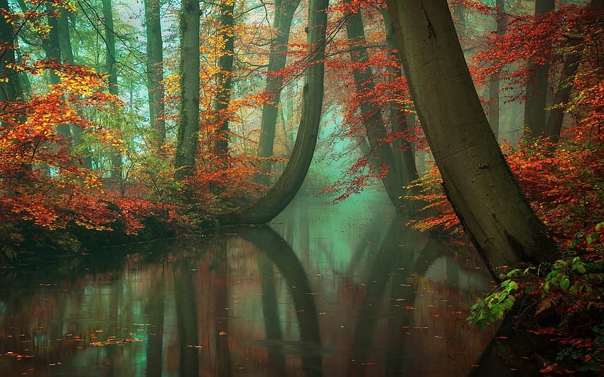 природа, пейзаж, мъгла, гора, есен, река, отражение, червено, жълто, зелено, листа, вода, дървета, мир / и мобилен фон, спокойна гора HD тапет