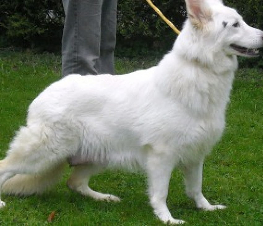 DIAMONDS MUM ZEETA สุนัข สีขาว คนเลี้ยงแกะ เยอรมัน วอลล์เปเปอร์ HD