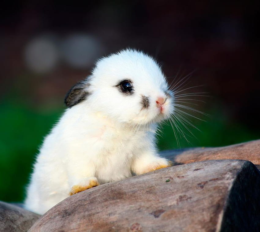 bunny, sweet, white, cute, nature, pet, little HD wallpaper
