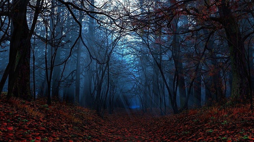 Creepy Fall, Spooky Forest HD wallpaper