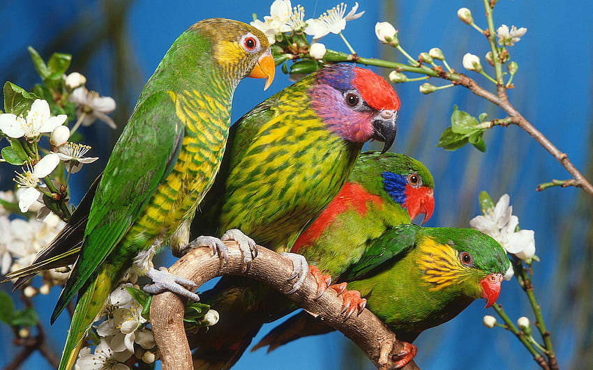 Parrots, blue, colorful, bird, pasare, flower, green, red, papagal, parrot HD wallpaper