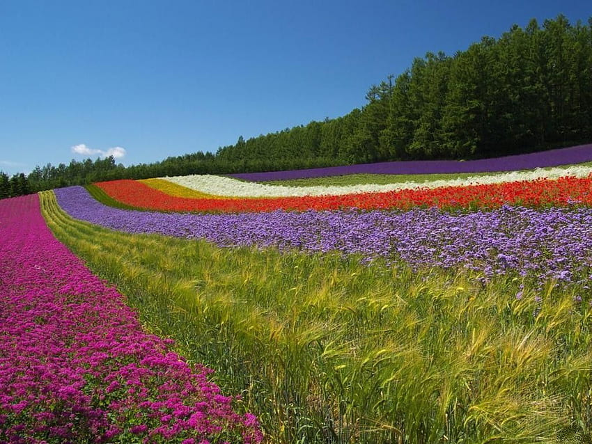 Hokkaido Tag : Flower Field Blue Sky Hokkaido Flowers, Japanese Lotus HD wallpaper