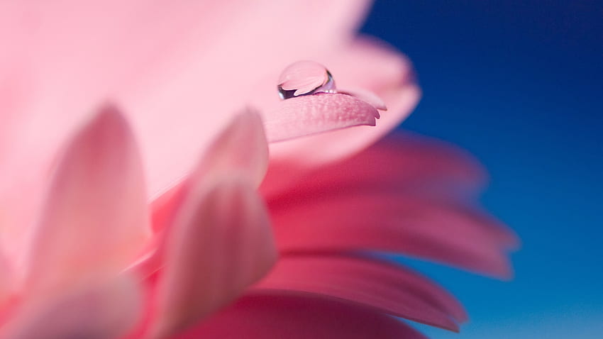 มาโคร น้ำค้าง ดอกไม้ วอลล์เปเปอร์ HD