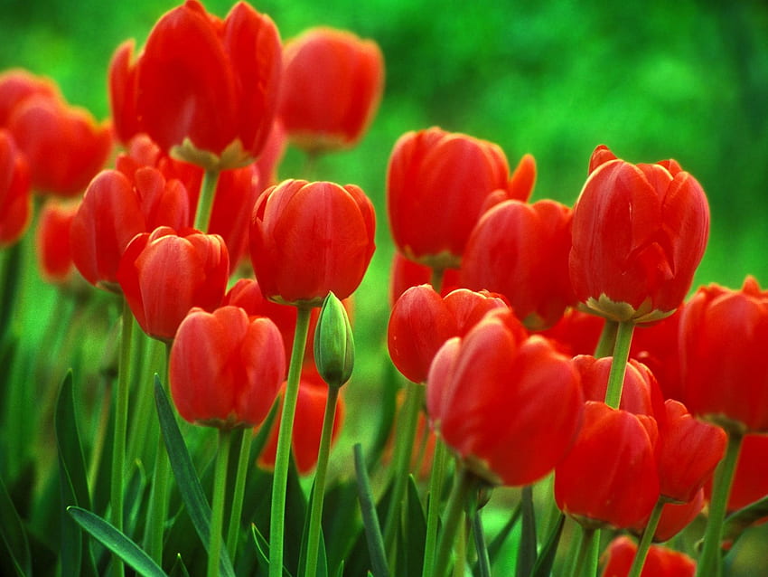 Bulbes de fleurs de tulipe, tulipe, ampoule, rouge, fleur Fond d'écran HD