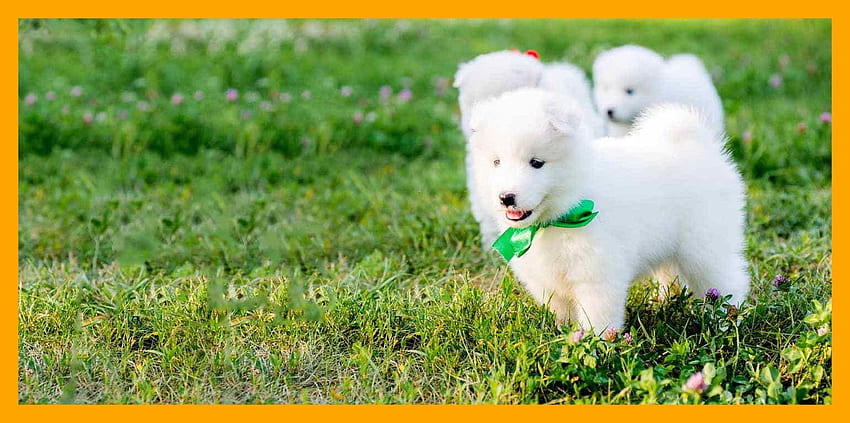 Appealing Japanese Dog Wag Of Cute Puppy Name Concept And Style Cute HD wallpaper