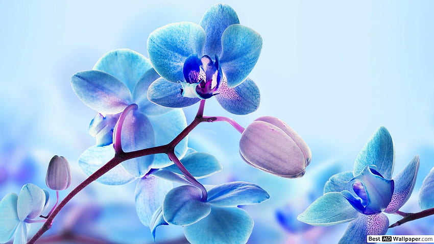 Beautiful view of blue orchids HD wallpaper