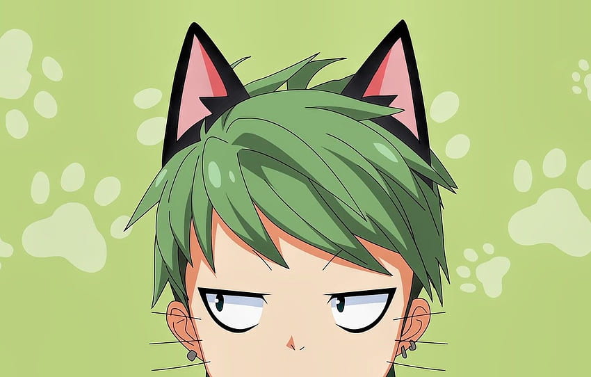 Download Funny Anime Yatos Cat Face Wallpaper  Wallpaperscom