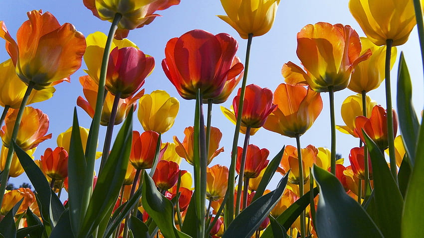 Tulpen en de Keukenhof - 47926 fondo de pantalla