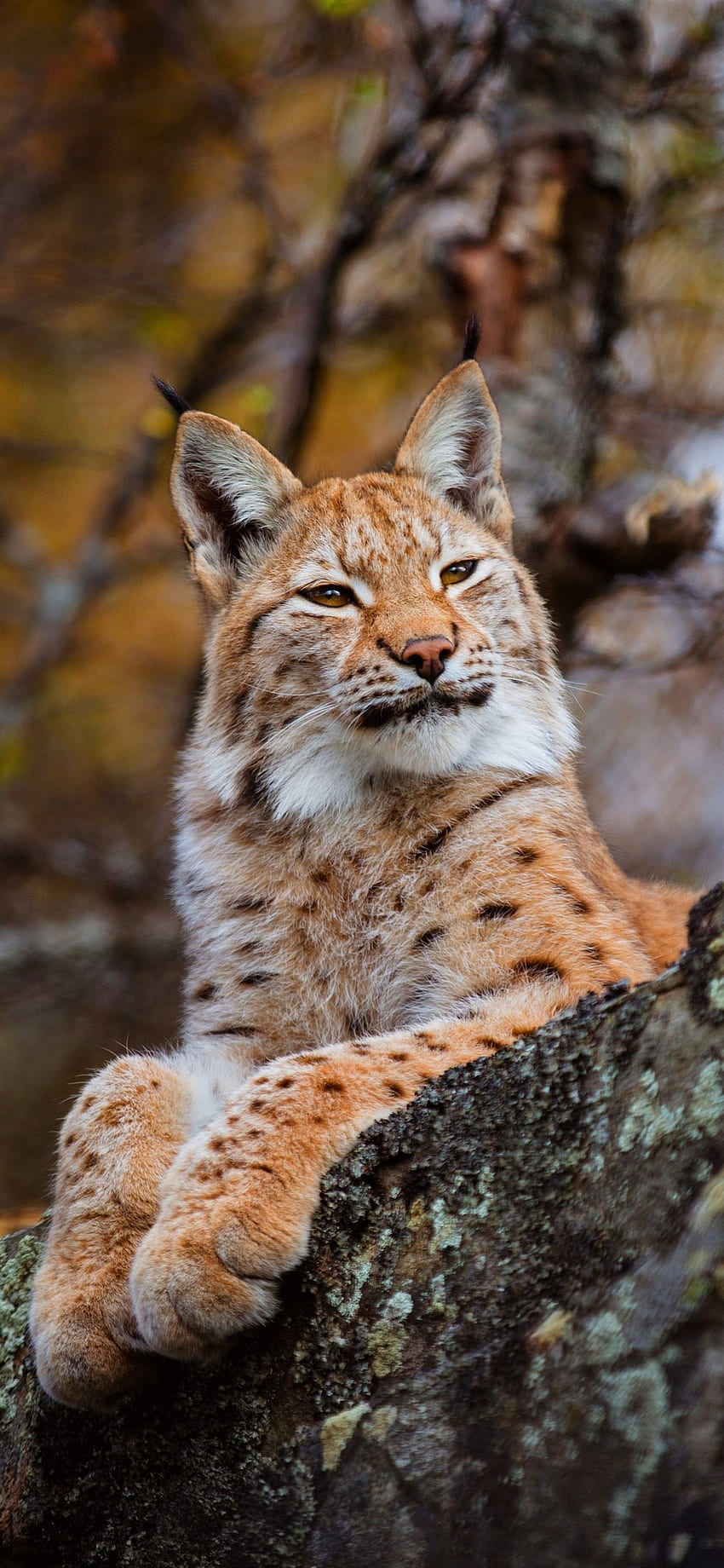 Lynx Rest, Nature, Wildcat IPhone 11 Pro XS Max , Background, , , Lynx iPhone HD phone wallpaper