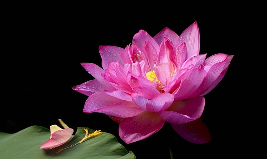 Lotus, pink, leaves, flower HD wallpaper