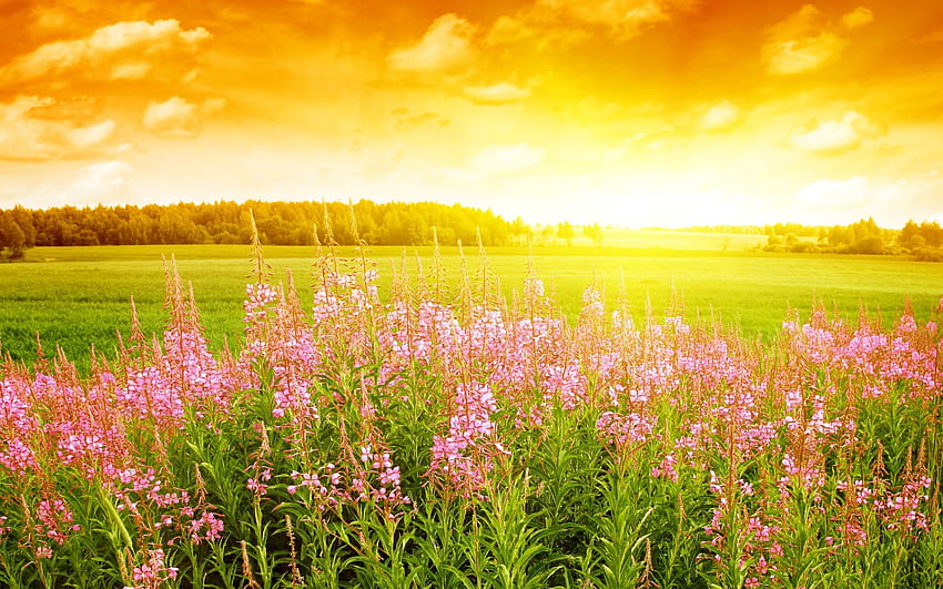 A Bright Spring Sunrise Awakens The Flowers Of Spring HD wallpaper