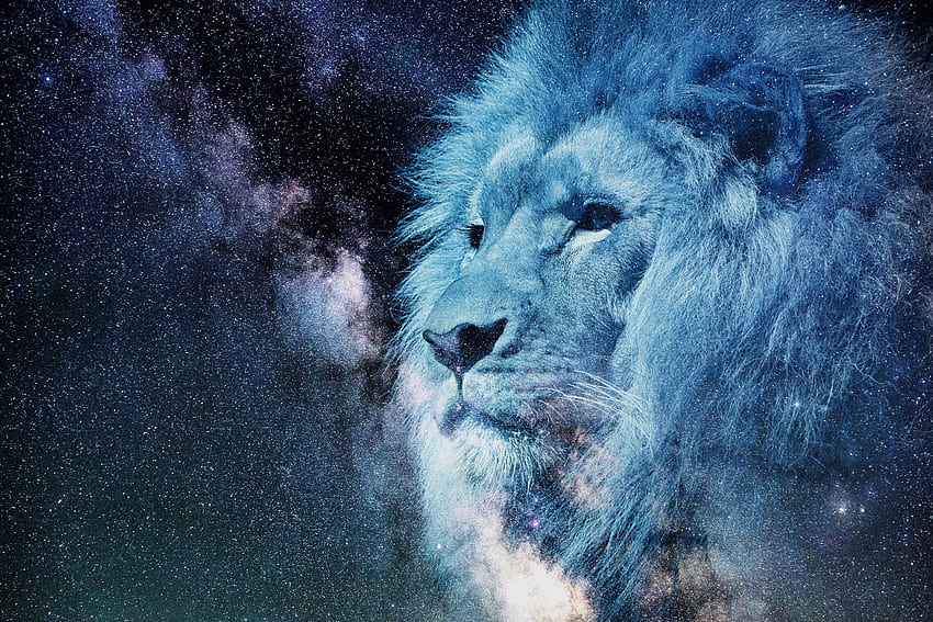 Art, Stars, Muzzle, Starry Sky, Lion, Predator, hop, King Of Beasts, King Of The Beasts HD wallpaper