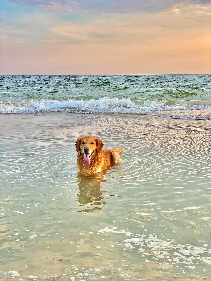 Animals, Water, Sea, Dog, Brown, Pet, Protruding Tongue, Tongue Stuck Out, Golden Retriever HD phone wallpaper