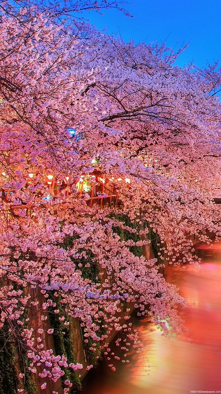 Luz Sueño Flores Árbol Rio Manantial Agua Cielo fondo de pantalla del