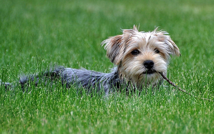 풀밭에 있는 개, 동물, 개, 강아지, 충성스러운, 잔디, 친구, 애완 동물 HD 월페이퍼