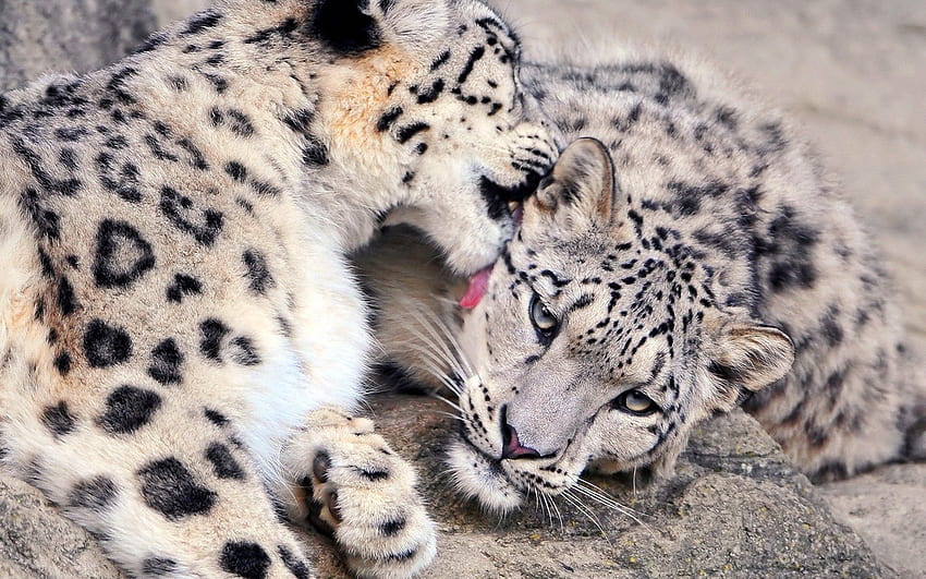 Animali, leopardo delle nevi, coppia, coppia, cura, leccarsi le labbra, leccare Sfondo HD