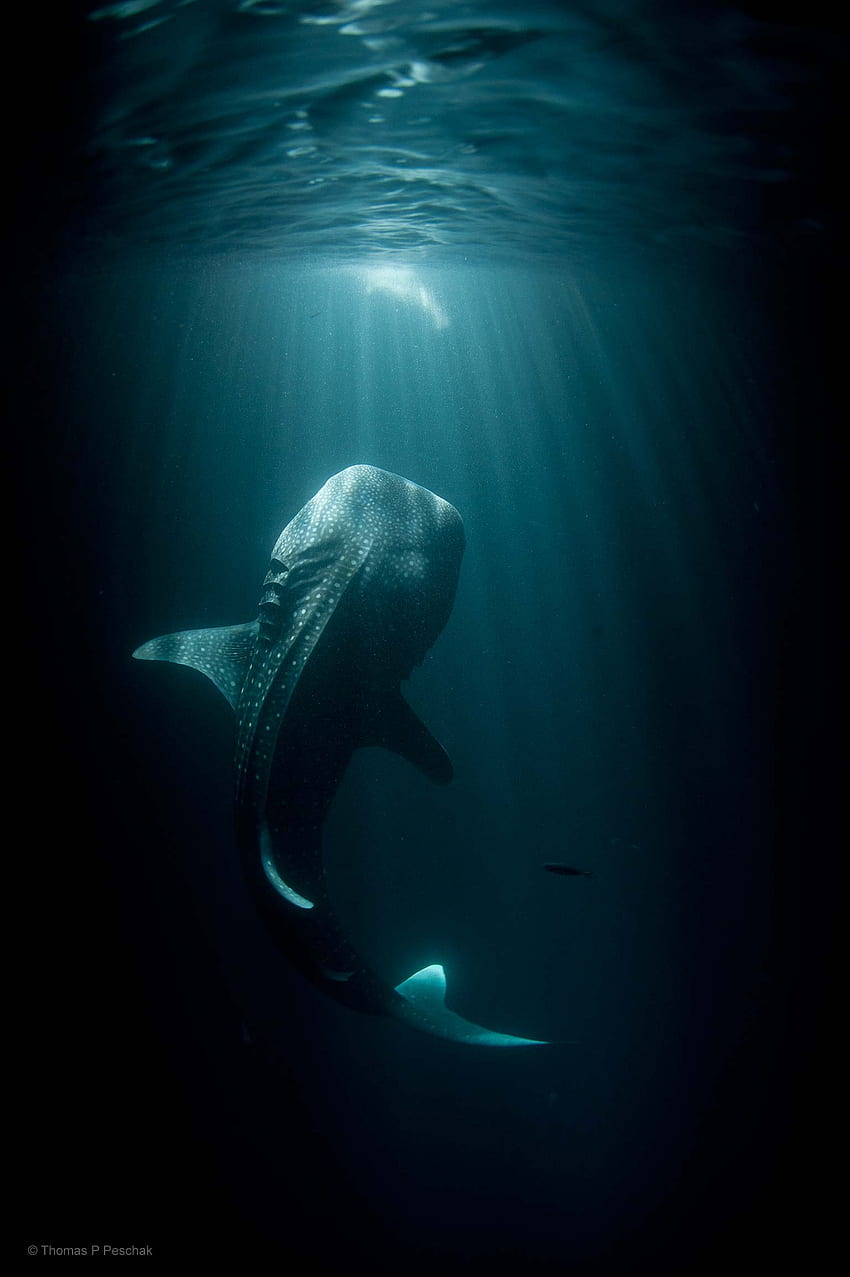 Tubarão baleia. : TheDepthsBelow Papel de parede de celular HD