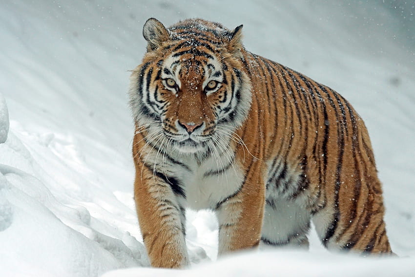 Zwierzęta, śnieg, drapieżnik, duży kot, tygrys Tapeta HD
