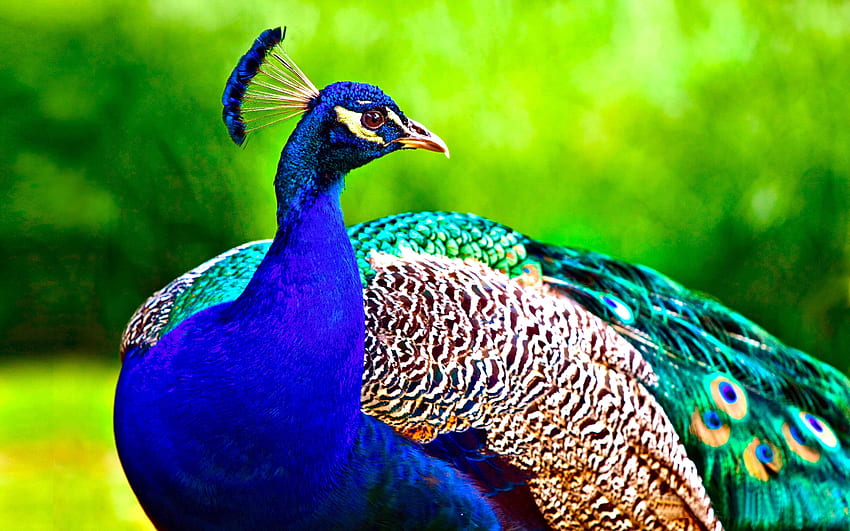 Most Beautiful Peacock HD wallpaper