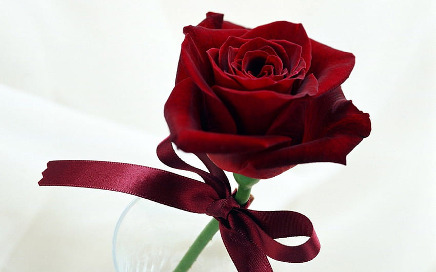 ~For You~, graphy, ribbon, beautiful, gift, beauty, valentine, rose, flower, love, red, red rose, valentine day, lovely, bow HD wallpaper