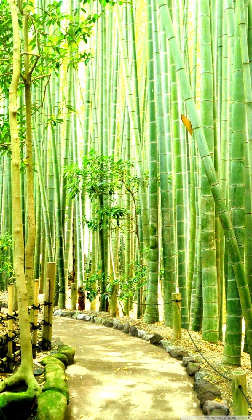 Jess Art Decoration 3D Bamboo Forest Road Wall Mural Wallpaper 255 |  Catch.com.au