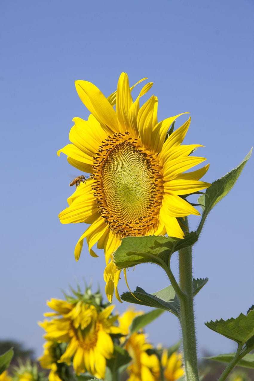 Sunflower Flower Yellow, Sunflower Drawing HD phone wallpaper