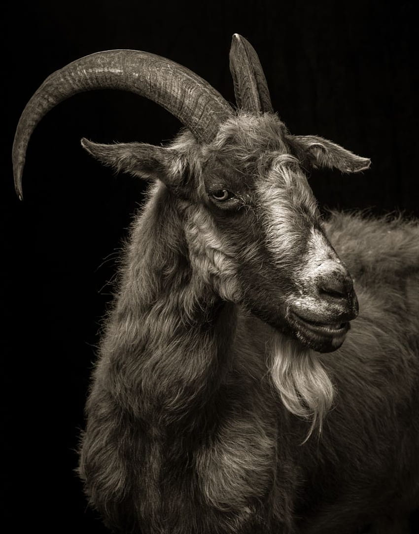Majestueux portraits en studio noir et blanc de chèvres et de moutons Fond d'écran de téléphone HD