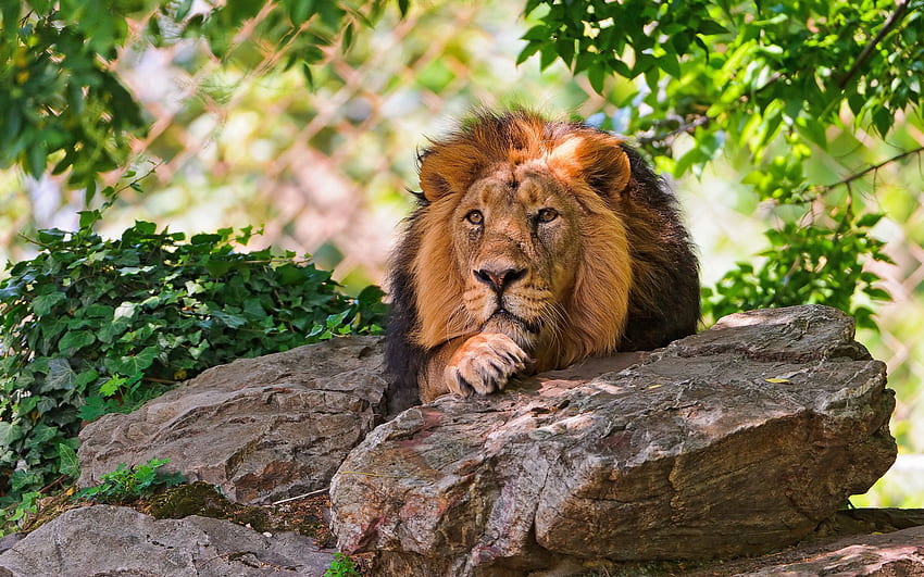 สัตว์ ต้นไม้ หิน สิงโต ความโศกเศร้า หิน แผงคอ ความเศร้าโศก วอลล์เปเปอร์ HD