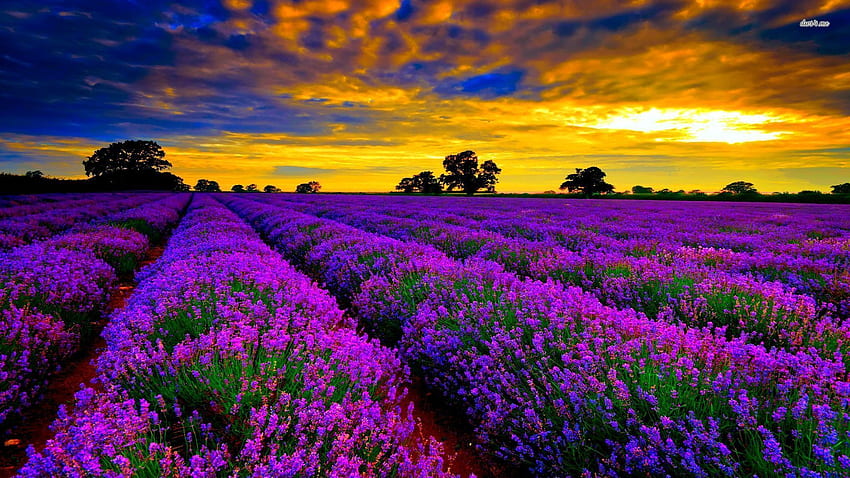 Lavender field at sunset - Flower HD wallpaper | Pxfuel