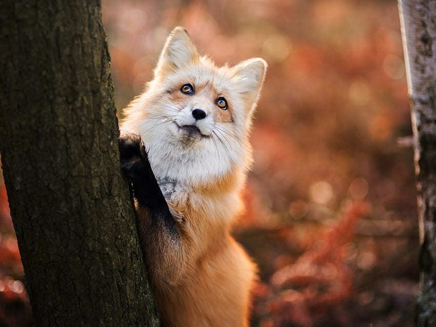 Red Fox, animal, red, trees, autumn, fox HD wallpaper