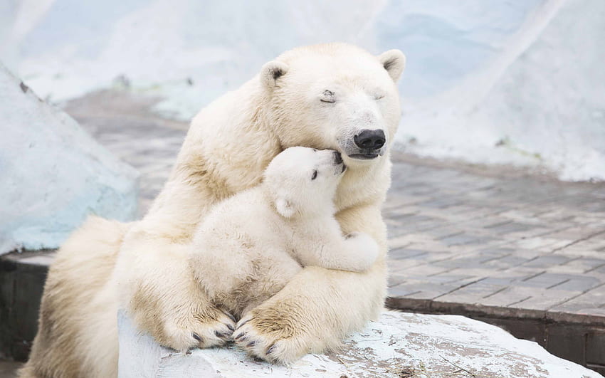 White polar bear carrying baby bear HD wallpaper