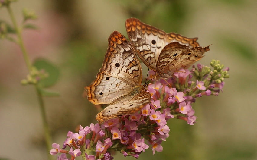 Schmetterlinge, Blumen, Muster, Makro, Paar, Paar, Flügel HD-Hintergrundbild