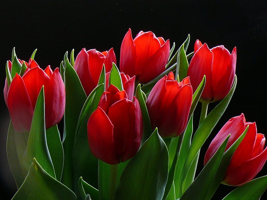 Czerwone tulipany, lista, kwiaty, tulipany, czerwony Tapeta HD