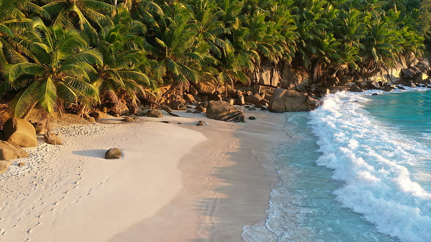 Shoreline, beach, ocean waves, palms HD wallpaper