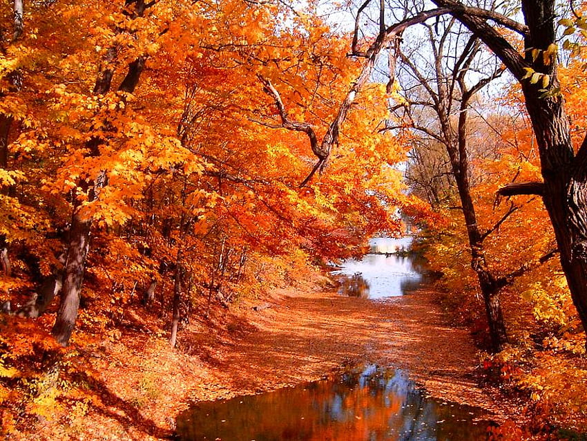 Arroyo de otoño, arroyo, hojas, árboles, otoño, naranja, agua, oro fondo de pantalla