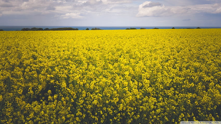Yellow Canola Field, landscapes, canola, yellow, nature, flowers HD wallpaper