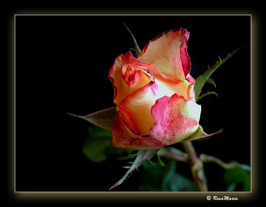 Rosa Maria for margarita8as, rose, art , still life, white, yellow, red, beautiful HD wallpaper