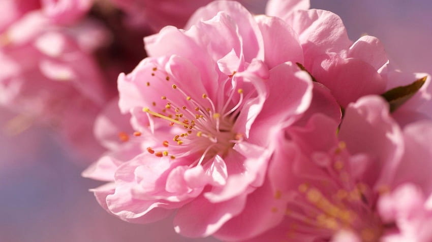Plum Blossom HD wallpaper
